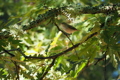 Phylloscopus bonelli