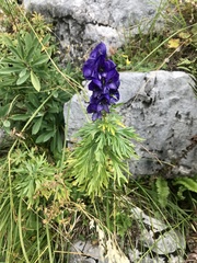 Aconitum tauricum