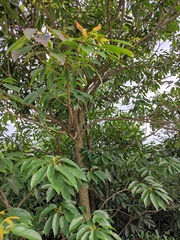 Elaeocarpus chinensis