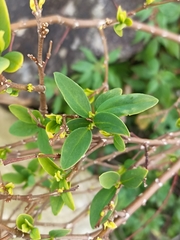 Wikstroemia indica
