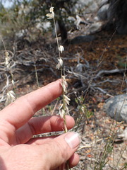 Melica stricta