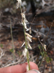 Melica stricta