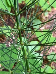 Equisetum telmateia