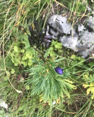 Aconitum tauricum
