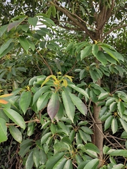 Elaeocarpus chinensis