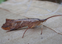 Nemotaulius hostilis