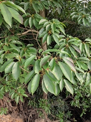 Elaeocarpus chinensis