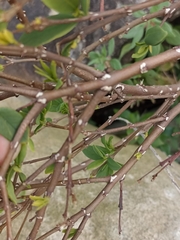 Wikstroemia indica