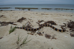 Laticauda saintgironsi