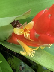 Guzmania berteroniana