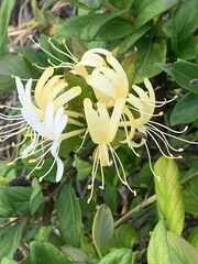 Lonicera japonica