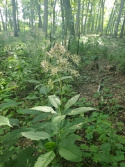 Eutrochium purpureum