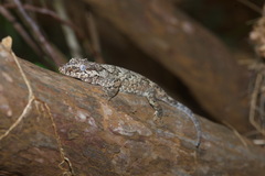 Rhacodactylus auriculatus