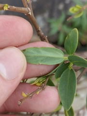 Wikstroemia indica