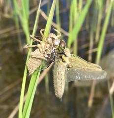 Libellula quadrimaculata