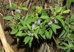 Mentha canadensis
