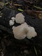Entoloma abortivum