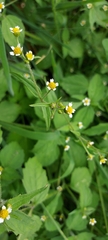 Galinsoga quadriradiata