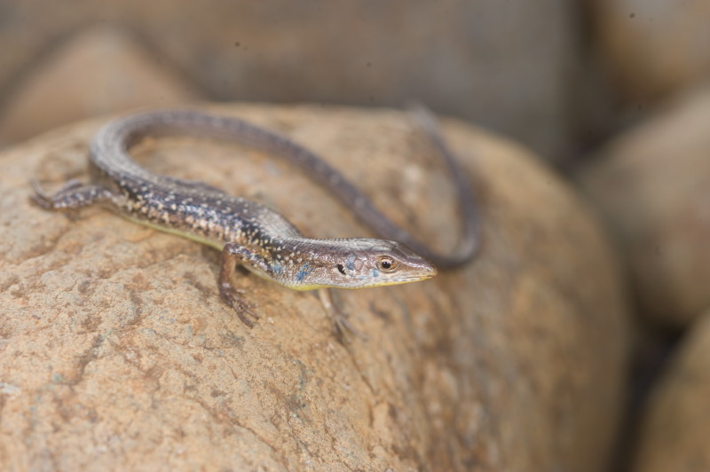 Tiller's Maquis Skink