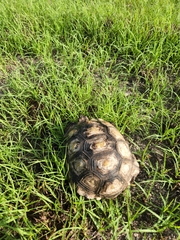 Gopherus berlandieri