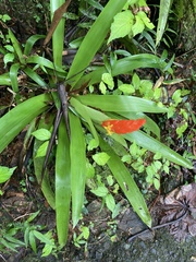 Guzmania berteroniana