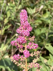 Spiraea