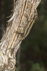 Rhacodactylus auriculatus