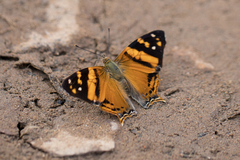 Hypanartia lethe