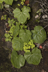 Dioscorea bryoniifolia