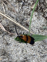 Calopteron