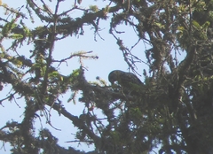 Nucifraga caryocatactes