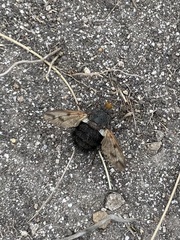 Echinopyrrhosia melanica