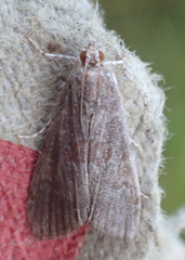Elophila gyralis