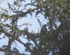 Nucifraga caryocatactes