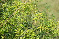 Salix triandra
