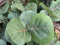 Coccoloba uvifera