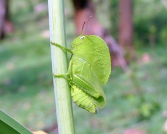 Teratodes monticollis