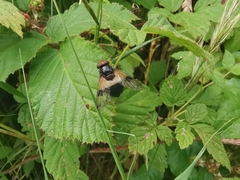 Volucella pellucens