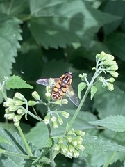 Helophilus fasciatus