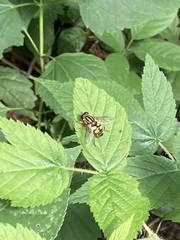 Helophilus fasciatus