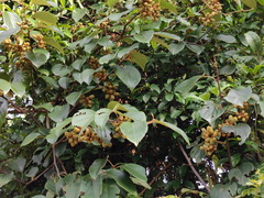 Actinidia latifolia