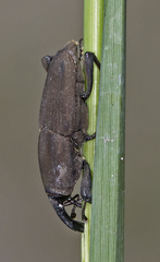 Sphenophorus