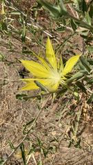 Mentzelia laevicaulis