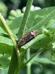 Aphrodes