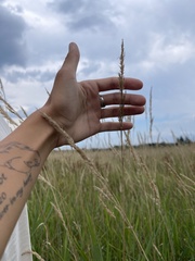 Phalaris arundinacea