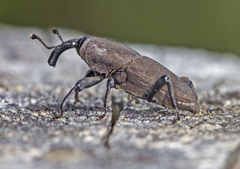 Sphenophorus