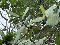 Coccoloba uvifera