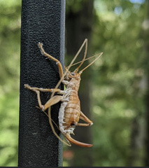 Camptonotus carolinensis