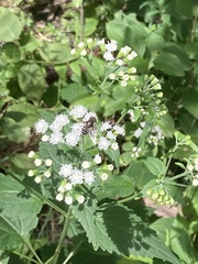 Eristalis dimidiata