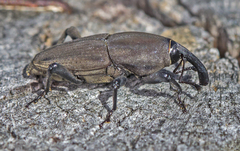 Sphenophorus